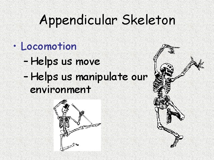 Appendicular Skeleton • Locomotion – Helps us move – Helps us manipulate our environment