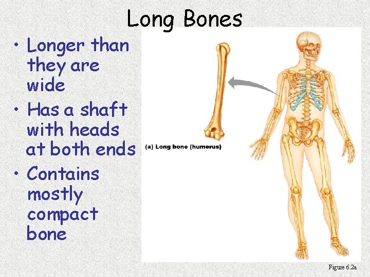 Long Bones • Longer than they are wide • Has a shaft with heads