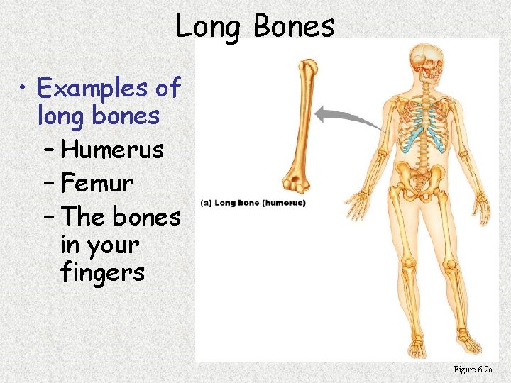 Long Bones • Examples of long bones – Humerus – Femur – The bones