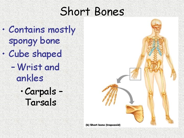 Short Bones • Contains mostly spongy bone • Cube shaped – Wrist and ankles