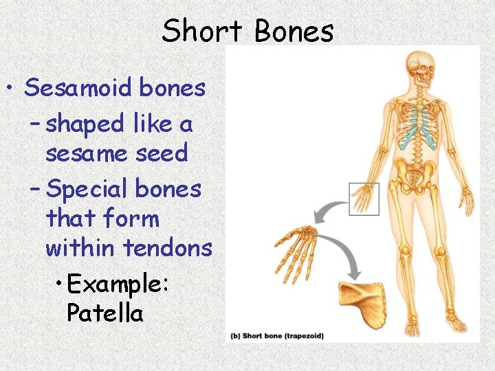 Short Bones • Sesamoid bones – shaped like a sesame seed – Special bones