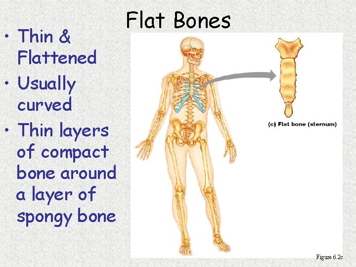  • Thin & Flattened • Usually curved • Thin layers of compact bone