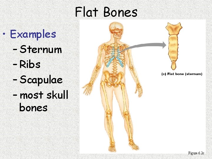 Flat Bones • Examples – Sternum – Ribs – Scapulae – most skull bones