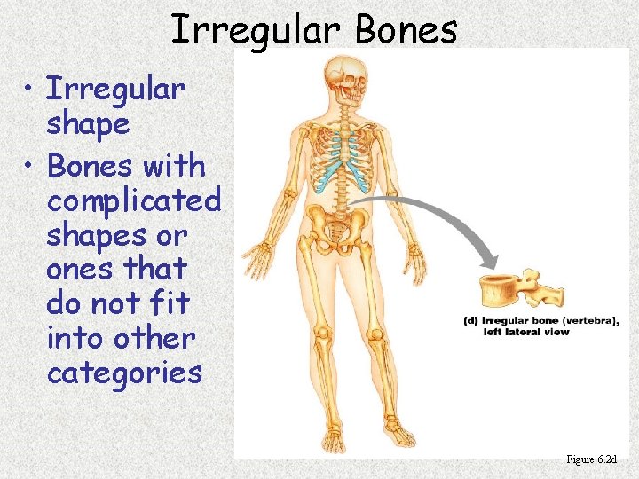 Irregular Bones • Irregular shape • Bones with complicated shapes or ones that do