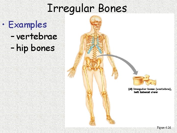 Irregular Bones • Examples – vertebrae – hip bones Figure 6. 2 d 