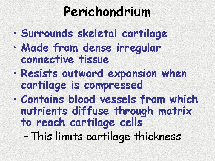 Perichondrium • Surrounds skeletal cartilage • Made from dense irregular connective tissue • Resists