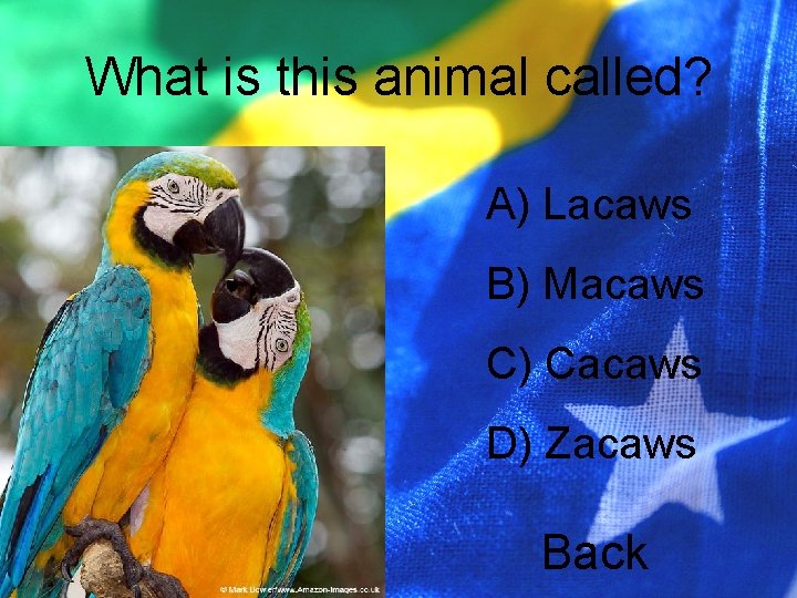 What is this animal called? A) Lacaws B) Macaws C) Cacaws D) Zacaws Back