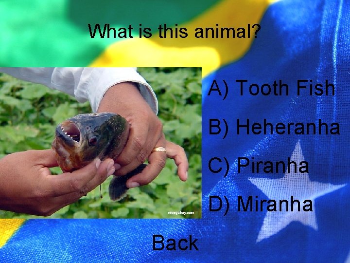 What is this animal? A) Tooth Fish B) Heheranha C) Piranha D) Miranha Back