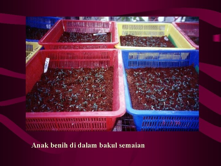 Anak benih di dalam bakul semaian 