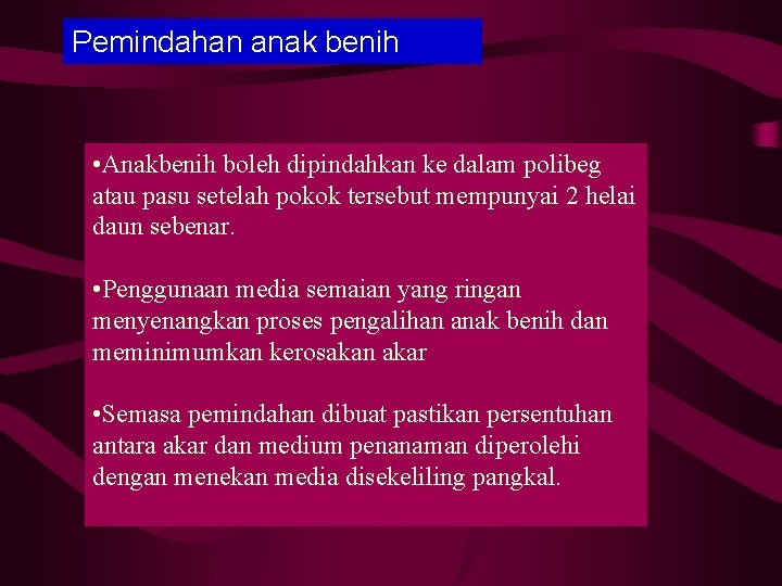 Pemindahan anak benih • Anakbenih boleh dipindahkan ke dalam polibeg atau pasu setelah pokok