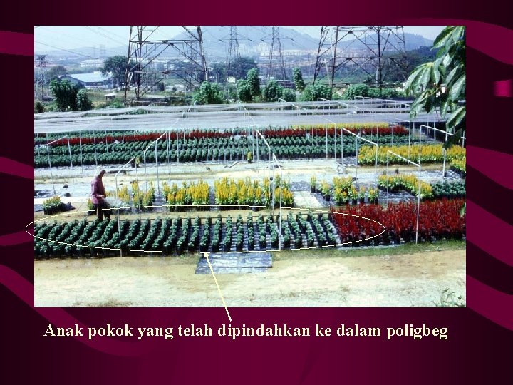 Anak pokok yang telah dipindahkan ke dalam poligbeg 