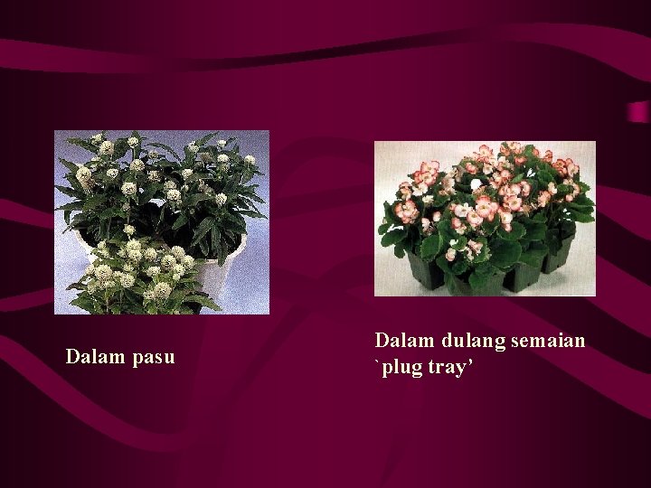 Dalam pasu Dalam dulang semaian `plug tray’ 