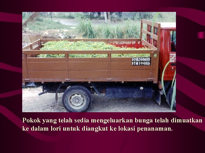 Pokok yang telah sedia mengeluarkan bunga telah dimuatkan ke dalam lori untuk diangkut ke