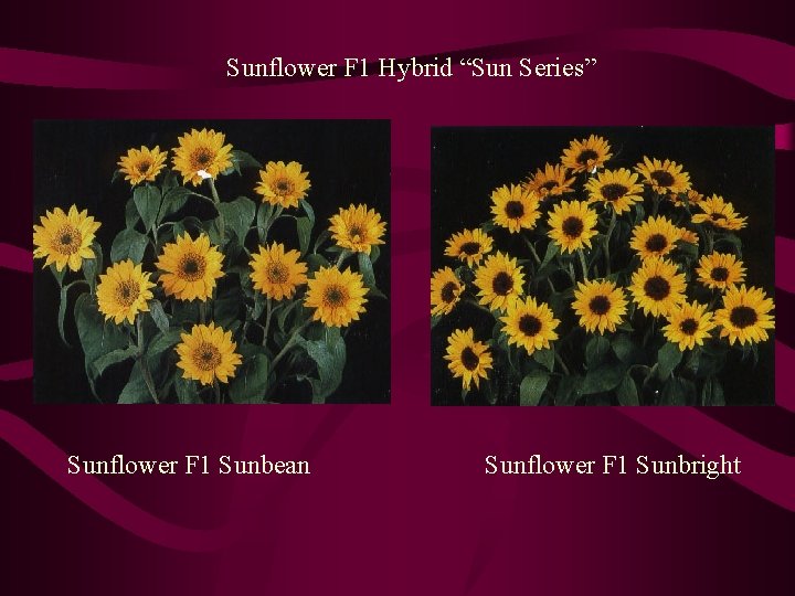 Sunflower F 1 Hybrid “Sun Series” Sunflower F 1 Sunbean Sunflower F 1 Sunbright