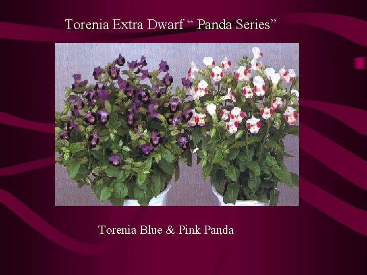 Torenia Extra Dwarf “ Panda Series” Torenia Blue & Pink Panda 