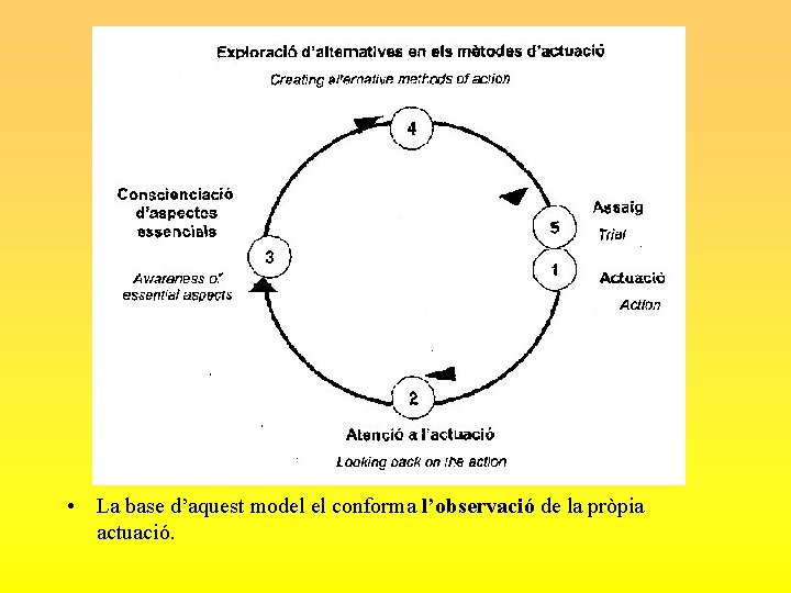  • La base d’aquest model el conforma l’observació de la pròpia actuació. 