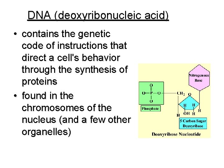 DNA (deoxyribonucleic acid) • contains the genetic code of instructions that direct a cell's