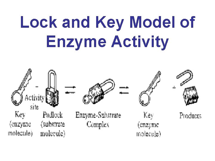 Lock and Key Model of Enzyme Activity 