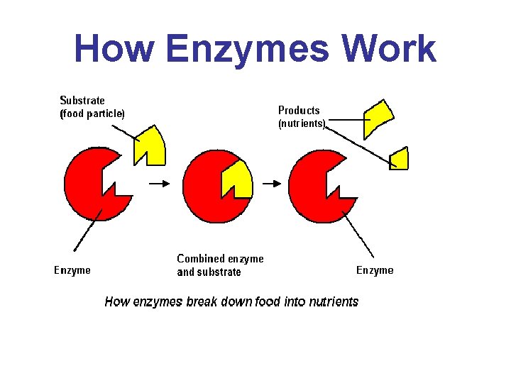 How Enzymes Work 