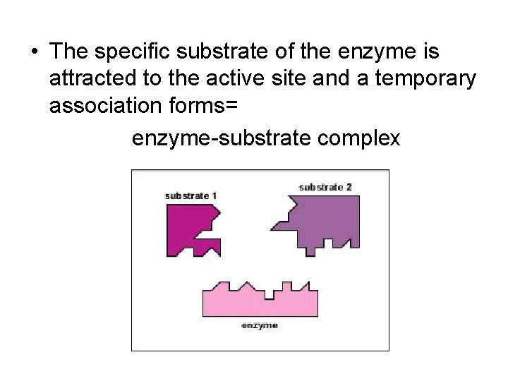  • The specific substrate of the enzyme is attracted to the active site