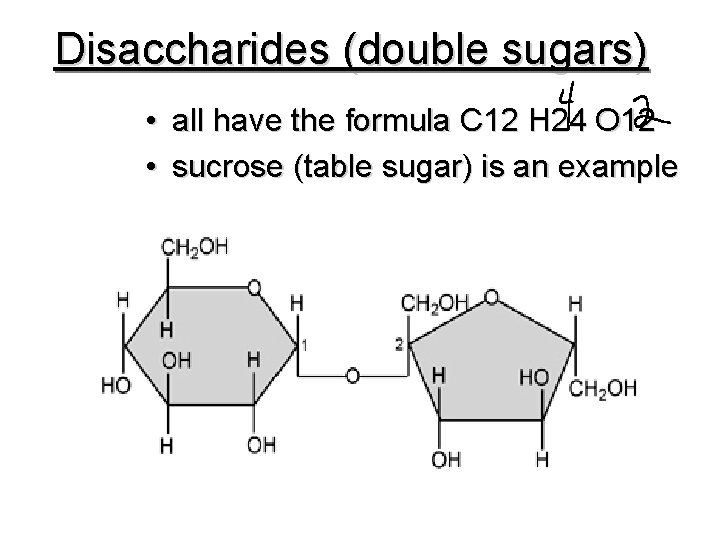 Disaccharides (double sugars) • all have the formula C 12 H 24 O 12