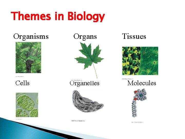 Themes in Biology Organisms Cells Organelles Tissues Molecules 