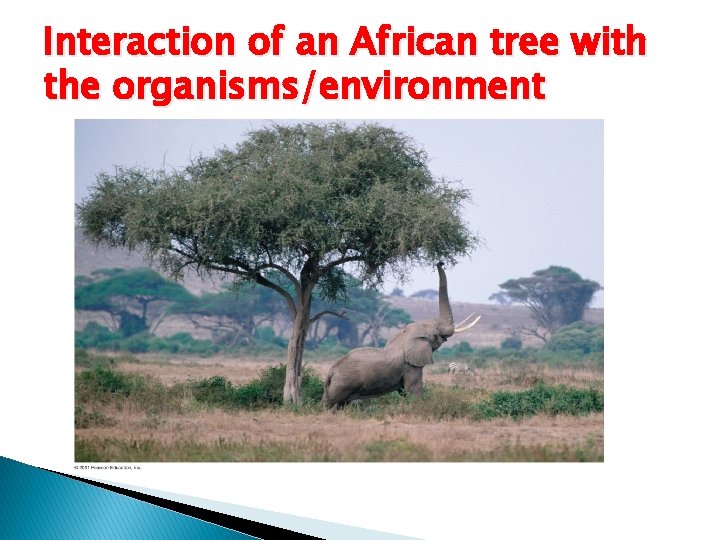 Interaction of an African tree with the organisms/environment 