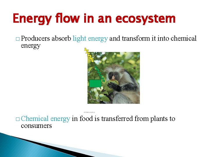 Energy flow in an ecosystem � Producers energy � Chemical absorb light energy and