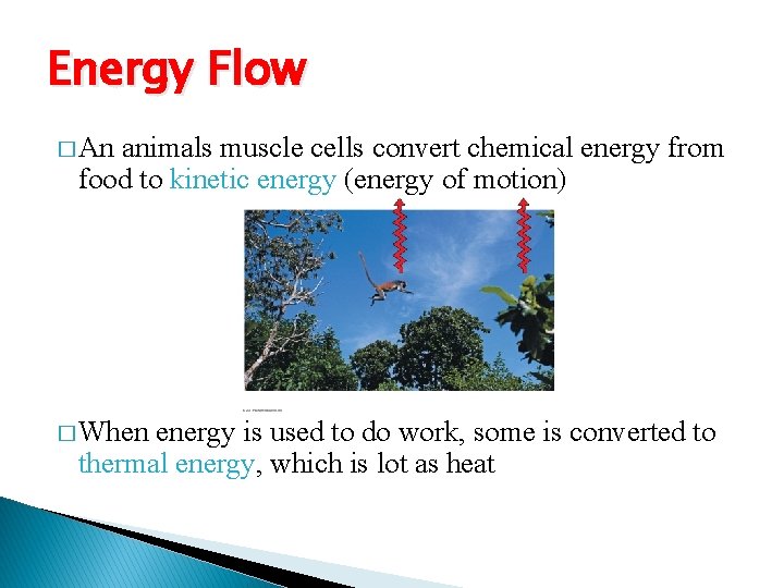 Energy Flow � An animals muscle cells convert chemical energy from food to kinetic