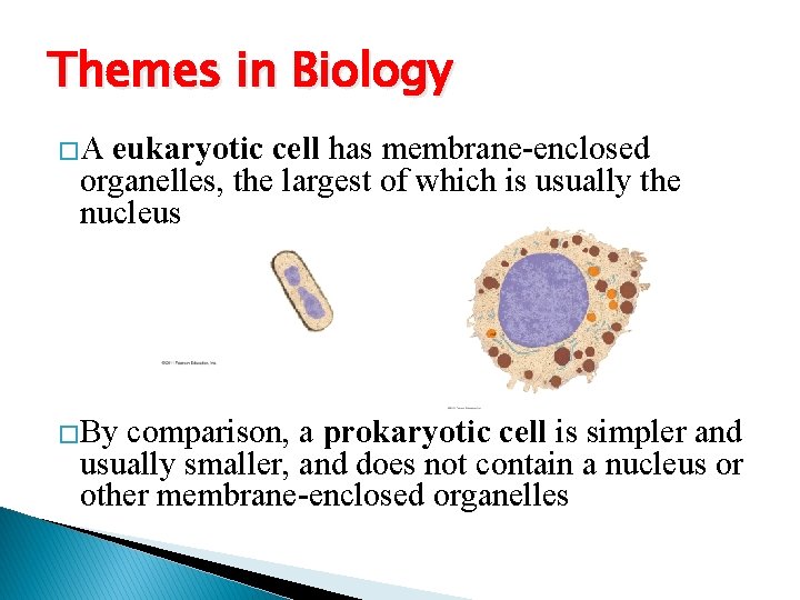 Themes in Biology �A eukaryotic cell has membrane-enclosed organelles, the largest of which is