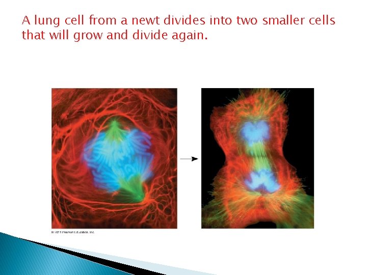 A lung cell from a newt divides into two smaller cells that will grow