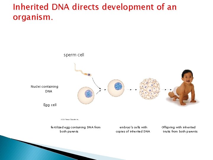 Inherited DNA directs development of an organism. sperm cell Nuclei containing DNA Egg cell