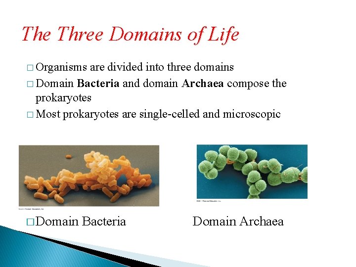 The Three Domains of Life � Organisms are divided into three domains � Domain