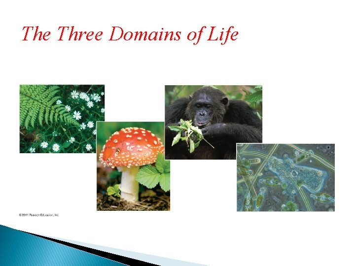 The Three Domains of Life 