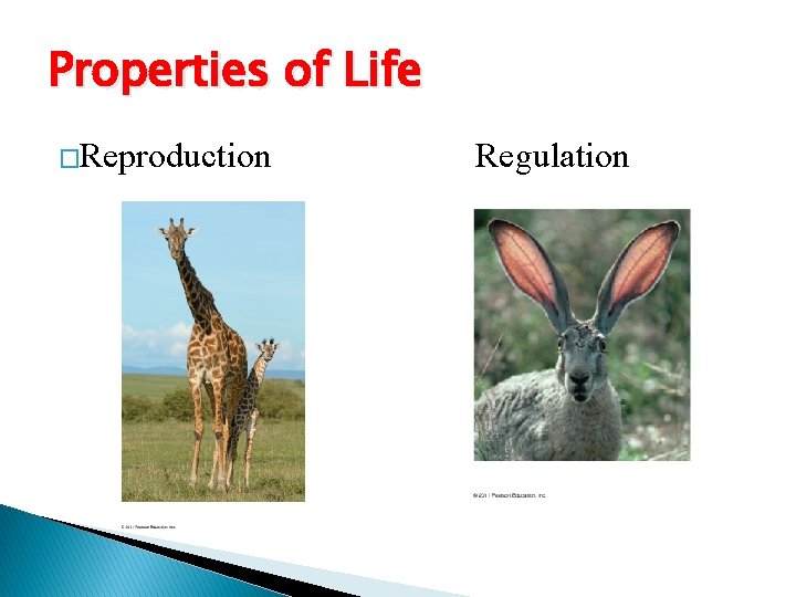 Properties of Life �Reproduction Regulation 