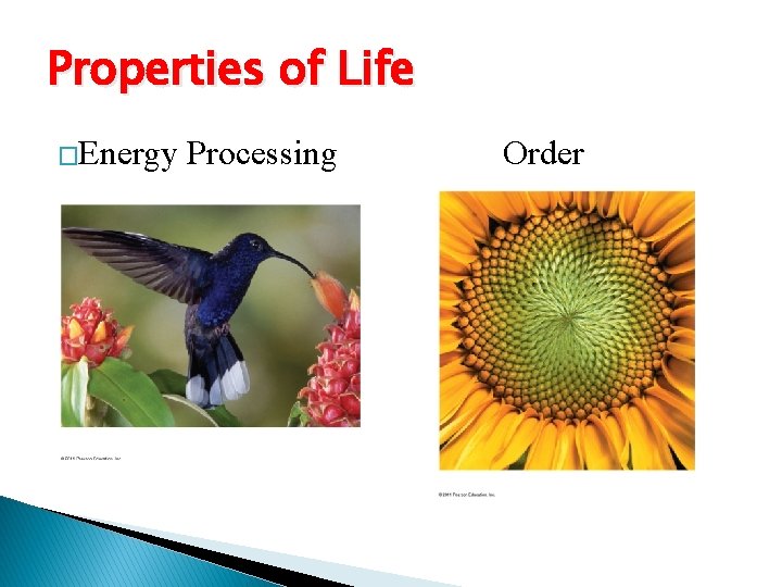 Properties of Life �Energy Processing Order 