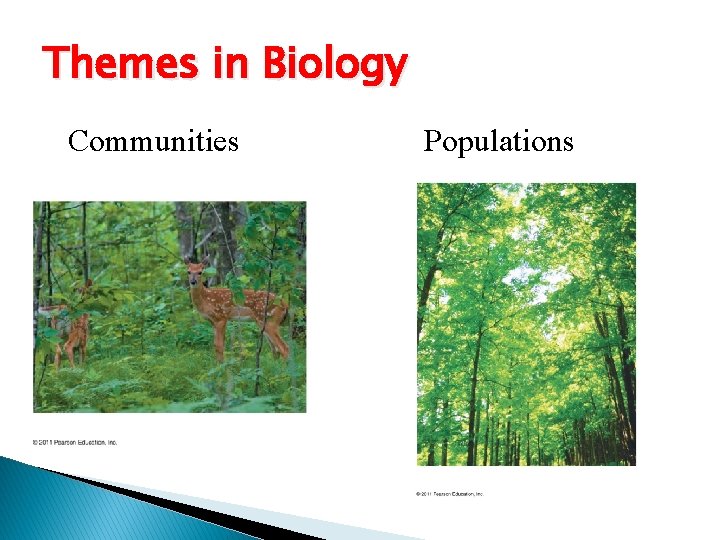 Themes in Biology Communities Populations 