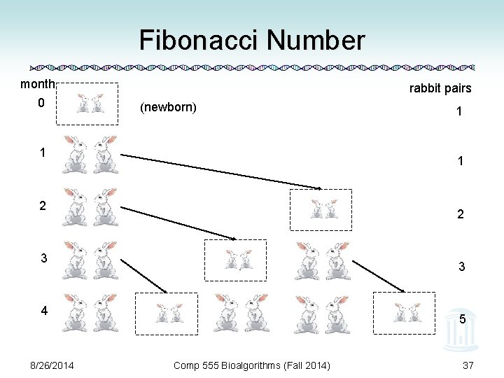 Fibonacci Number month 0 rabbit pairs (newborn) 1 1 2 2 3 3 4