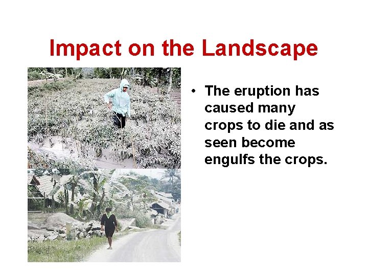 Impact on the Landscape • The eruption has caused many crops to die and