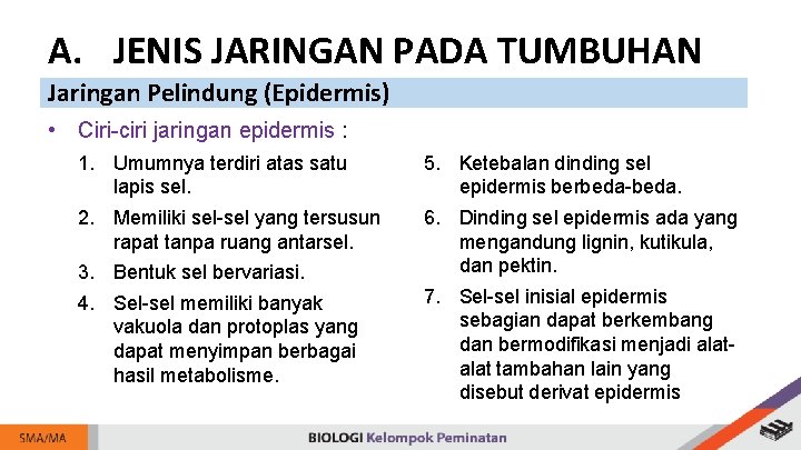A. JENIS JARINGAN PADA TUMBUHAN Jaringan Pelindung (Epidermis) • Ciri-ciri jaringan epidermis : 1.