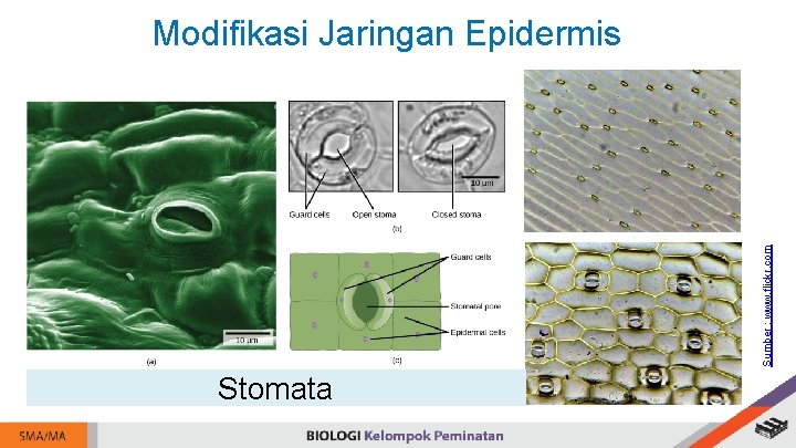 Sumber : www. flickr. com Modifikasi Jaringan Epidermis Stomata 