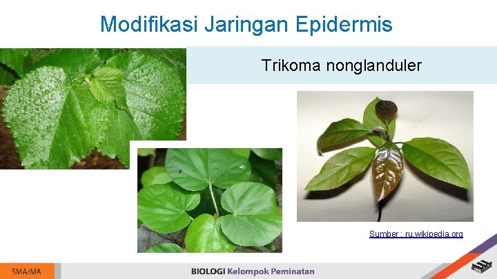 Modifikasi Jaringan Epidermis Trikoma nonglanduler Sumber : ru. wikipedia. org 