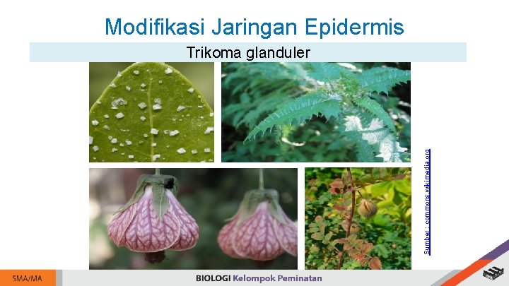 Modifikasi Jaringan Epidermis Sumber : commons. wikimedia. org Trikoma glanduler 