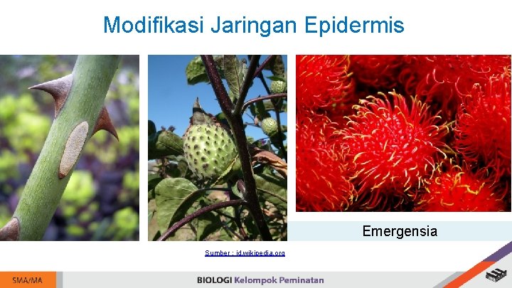 Modifikasi Jaringan Epidermis Emergensia Sumber : id. wikipedia. org 