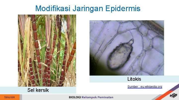 Modifikasi Jaringan Epidermis Litokis Sel kersik Sumber : eu. wikipedia. org 