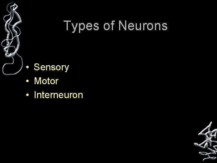 Types of Neurons • Sensory • Motor • Interneuron 