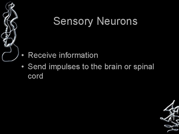 Sensory Neurons • Receive information • Send impulses to the brain or spinal cord