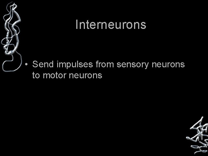 Interneurons • Send impulses from sensory neurons to motor neurons 