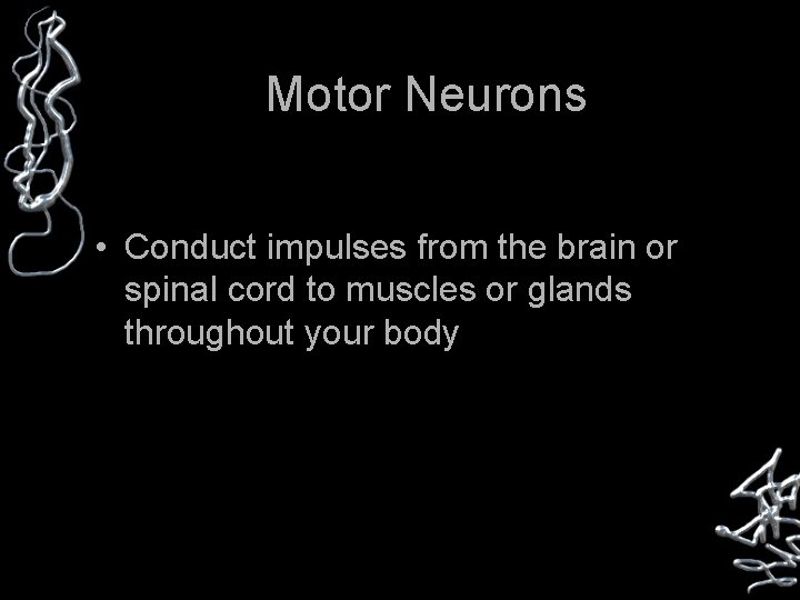 Motor Neurons • Conduct impulses from the brain or spinal cord to muscles or