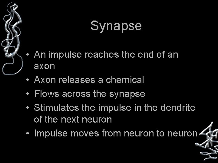 Synapse • An impulse reaches the end of an axon • Axon releases a